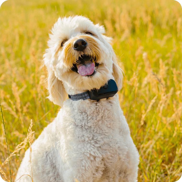 White standard poodle smiling in a golden field wearing the collar