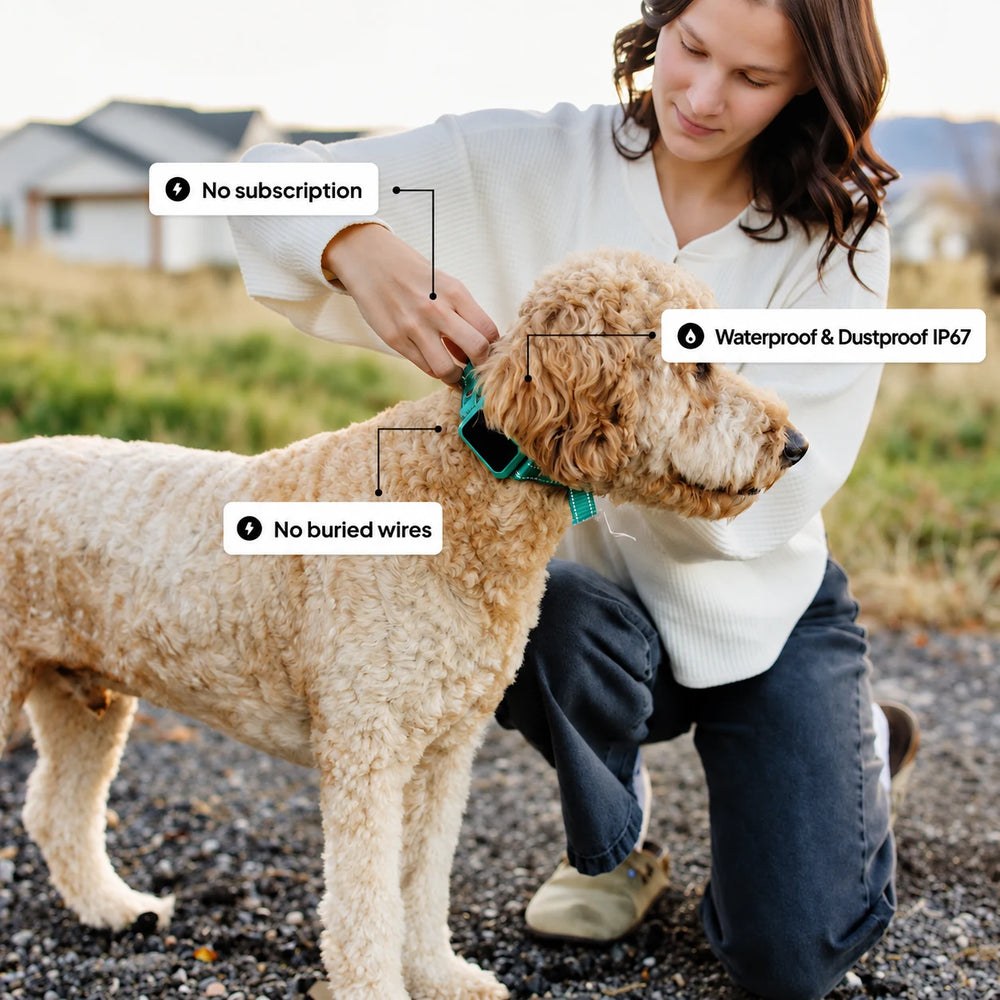 Owner kneeling to fit the green PawGuard collar on a curly-coated dog outdoors